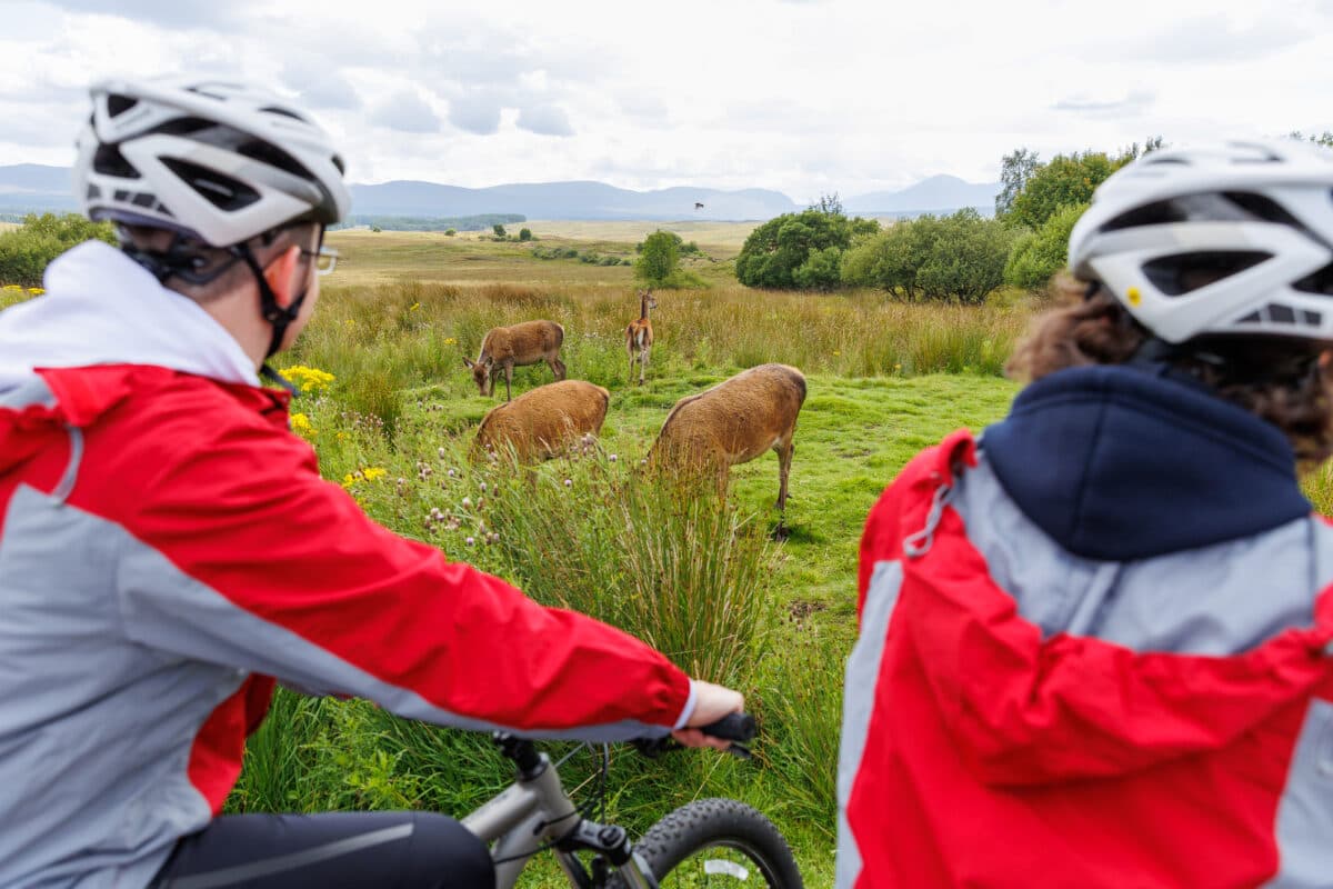 Family cycling past red deer on the estate